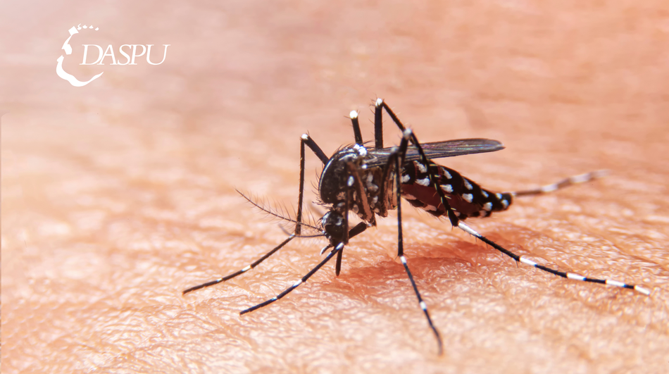 DENGUE: Elijamos prevenir